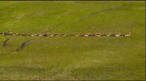 大熊猫散步、野猪狂奔、雪豹金雕现身…人类消失1个月，动物集体狂欢！